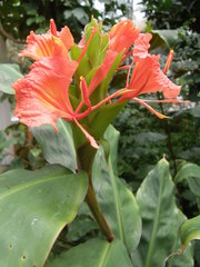 Hedychium greenii