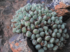 Conophytum meyeri