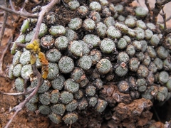 Conophytum