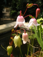 Heliamphora heterodoxa