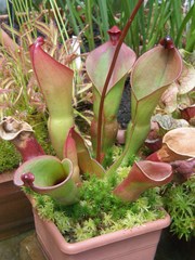 Heliamphora heterodoxa