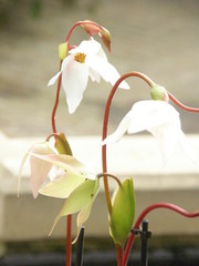 Heliamphora minor