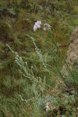 Allium strictum