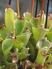 Heliamphora minor