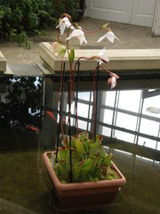 Heliamphora minor