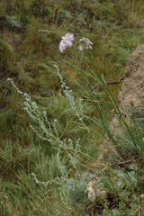 Allium strictum