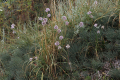 Allium strictum