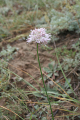 Allium strictum