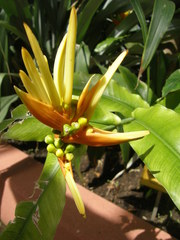Heliconia aurantiaca