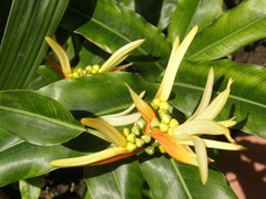 Heliconia aurantiaca
