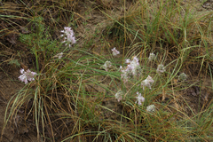 Allium strictum