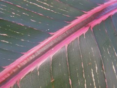 Heliconia indica indica