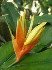 Heliconia aurantiaca