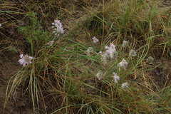 Allium strictum