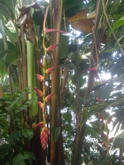 Heliconia pogonantha