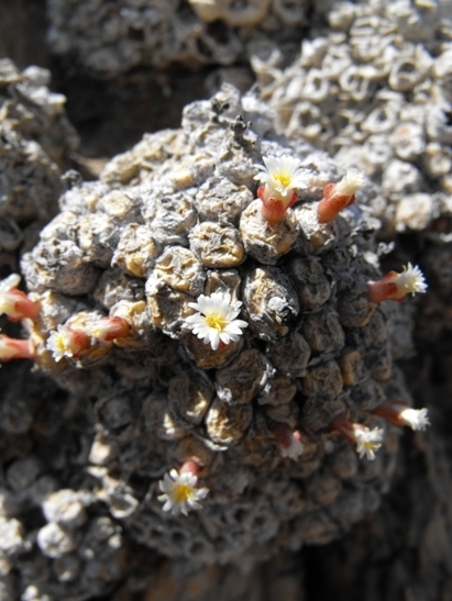 Conophytum saxetanum