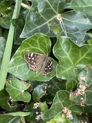Pararge aegeria