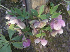 Helleborus purpurascens