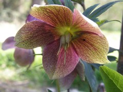 Helleborus purpurascens