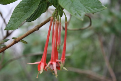 Image of Fuchsia fulgens by (c) Viacheslav Shalisko, some rights reserved (CC BY)