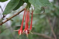 Fuchsia fulgens