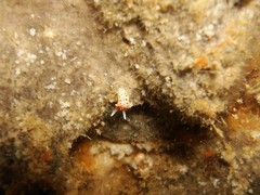 Diaphorodoris papillata