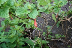 Fuchsia fulgens