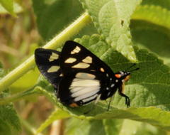 Abantis paradisea
