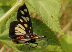 Abantis paradisea