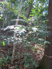 Cnestis polyphylla
