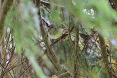 Regulus regulus azoricus