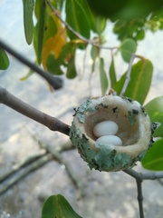 Chrysuronia leucogaster