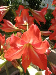 Hippeastrum vittatum