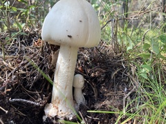 Amanita suballiacea