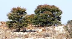 Vachellia luederitzii luederitzii