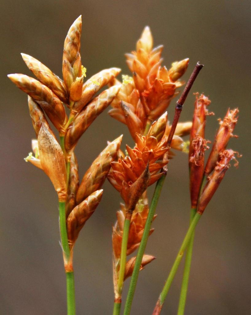 Spreadsheath Reeds