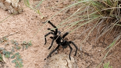 Aphonopelma gabeli
