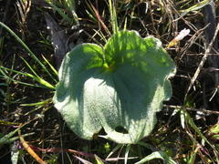 Eriospermum capense capense