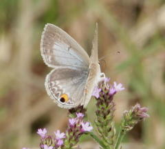 Euchrysops malathana