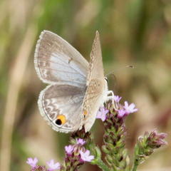 Euchrysops malathana