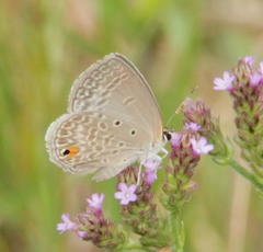 Euchrysops malathana