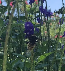 Bombus pensylvanicus image