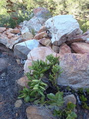 Crassula cultrata