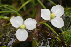 Hydrocharis