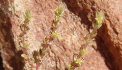 Crassula muscosa muscosa
