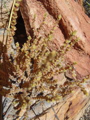 Crassula muscosa muscosa