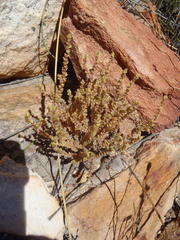 Crassula muscosa muscosa