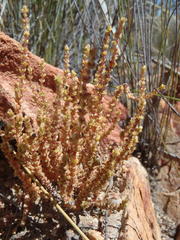 Crassula muscosa muscosa