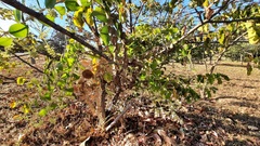 Mimosa caesalpiniifolia