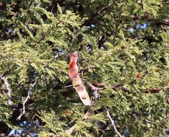 Vachellia luederitzii luederitzii